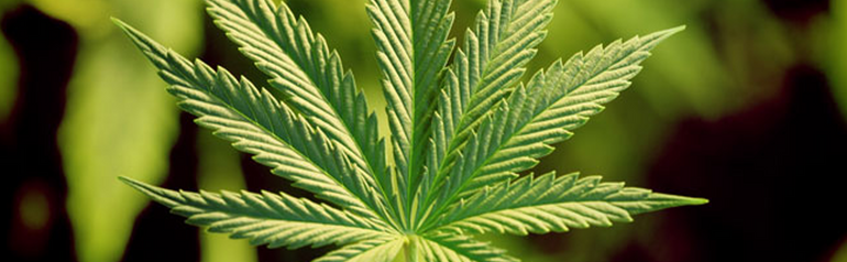 Utah Cannabis Label & Packaging Requirements