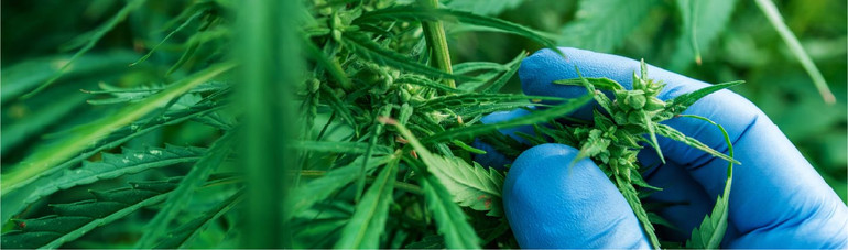 Oregon Cannabis Packaging Requirements