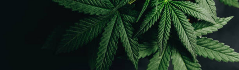 ​California adds THC to Prop 65, Subjecting New Warning Labels for Cannabis and CBD Products