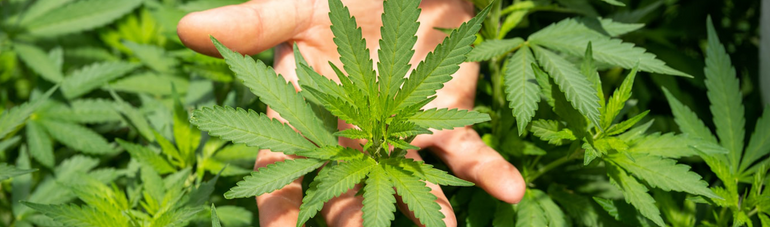 THC Green - Sustainable Cannabis Packaging