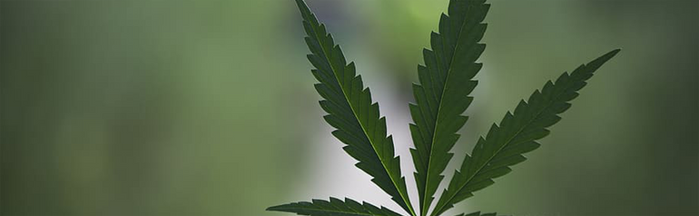 Vermont Cannabis Label & Packaging Requirements