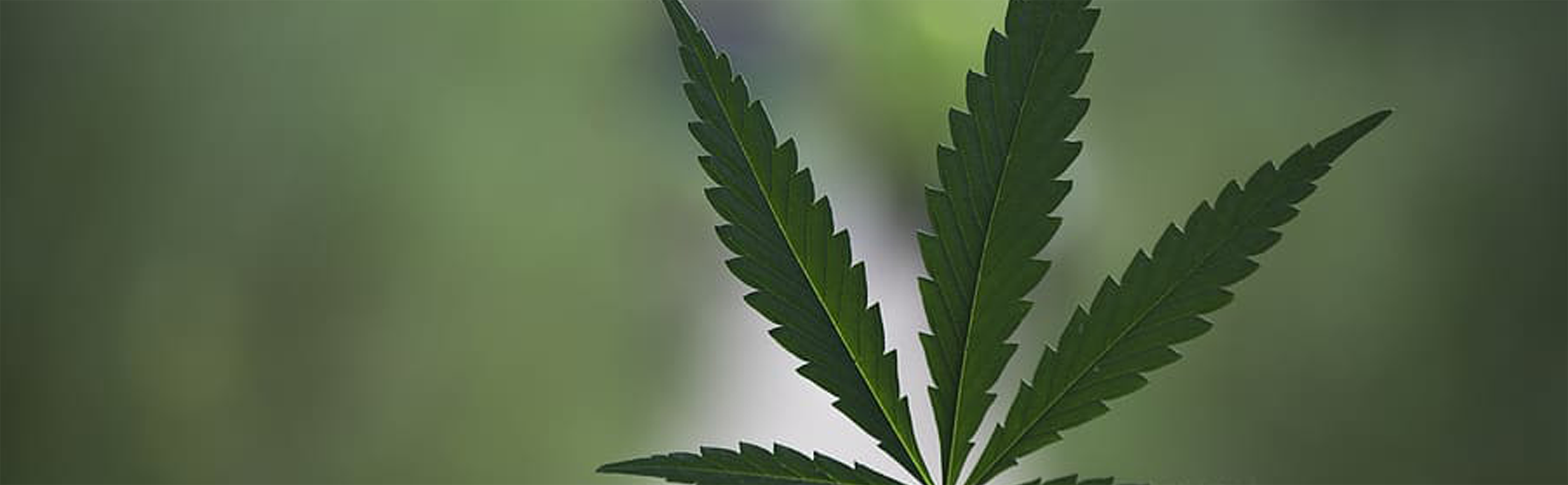 Vermont Cannabis Label & Packaging Requirements THC Label Solutions