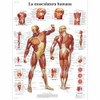 La Musculatura humana Chart 