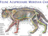 Feline Acupressure Chart