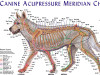 Canine Acupressure Meridian Chart