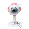 Eye Anatomical Model