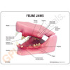 Feline Jaw Model Description Card