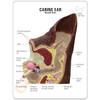 Canine Ear Model-Description card