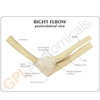 Elbow Anatomical Model Description Card