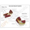 Elbow Anatomical Model Description Card