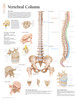 Vertebral Column Anatomy Poster