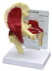 Muscled Hip Joint model