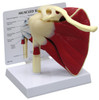 Muscled Shoulder Joint model