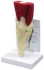 Muscled Knee Joint model