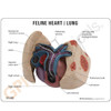 Feline Heart / Lung Model Description Card