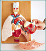 Cardiopulmonary System Anatomical Model