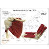 Muscled Joint Set (Mini) Model Description Card