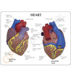 Heart Model Description Card