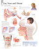 Ear Nose and Throat Poster ENT