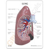 Lung Model Description Card