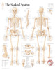 Skeletal System Poster