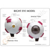  Eye Model Description Card