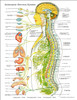 Autonomic Nervous System Poster