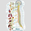 Autonomic Nervous System-Vinyl Adhesive