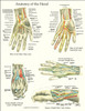 Hand Anatomy Laminated Poster