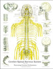 Spinal Nerves and Subluxation Poster