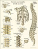 Spine Anatomy Posters