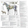 Horse Acupuncture chart