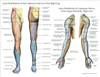 Cutaneous innervation of the upper and lower extremities