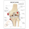 Knee Anatomical Model Description Card