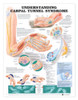 Carpal Tunnel Syndrome Anatomical Poster