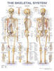 Skeletal System Anatomy Chart