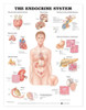 Endocrine System Anatomical Chart