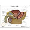 Male Pelvis and Prostate Anatomical Model Description Card