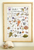 Shells of the Mid-Atlantic Coast Poster