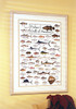 Fishes of the Gulf of Mexico Poster