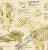 Close Up View of Dog Anatomy Poster