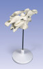 Atlas and Axis Vertebrae Model