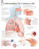 Common Cold and Flu Poster