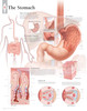 Stomach Poster