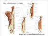 Deep and Core Stabilizing Muscles Posters