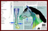 Equine Anatomy / Vital Signs Poster