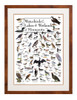 Waterbirds of the Lakes & Wetlands of Minnesota