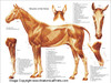 Equine Muscle Chart