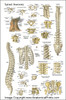 Spine Anatomy Chart