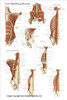 Core Muscle Chart